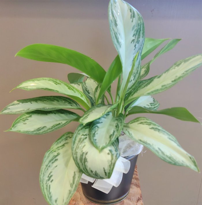 Small Chinese Evergreen