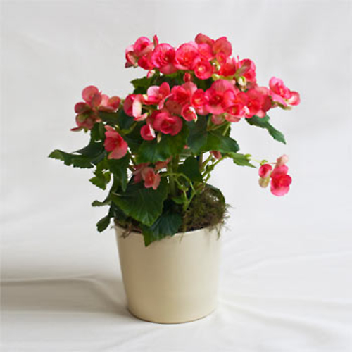 Begonia Plant