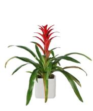 Small Bromeliad in Metal Container