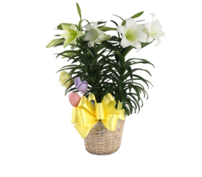 Easter Lily triple bloom