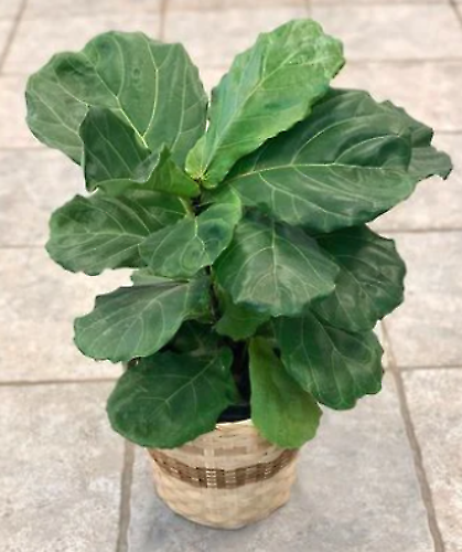 Small Fiddle Leaf Fig