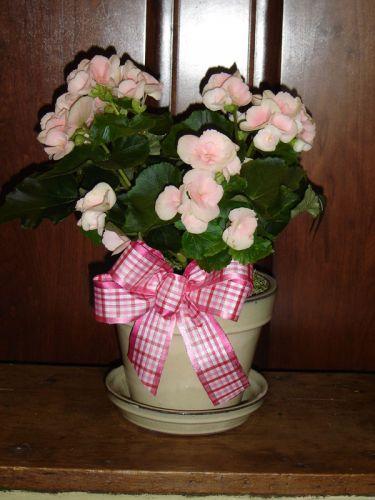 Begonia Basket