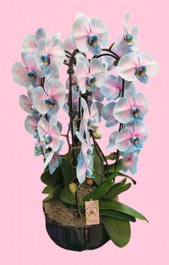 Cottoncandy Orchid Pot
