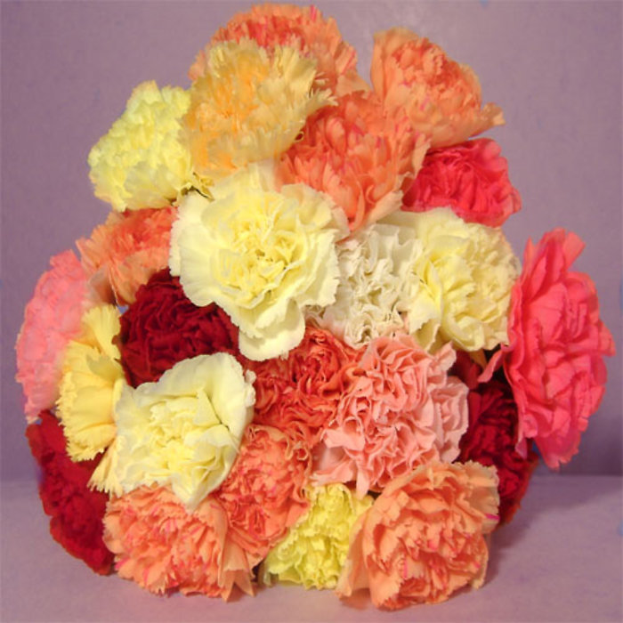 Carnations