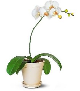 White Phalaenopsis Orchid