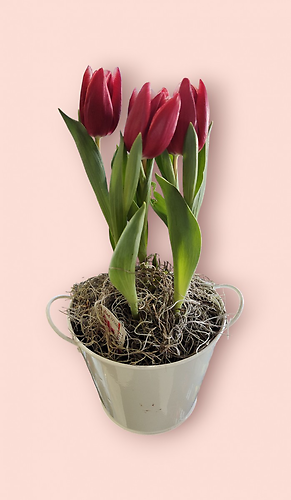 Tulip Plant
