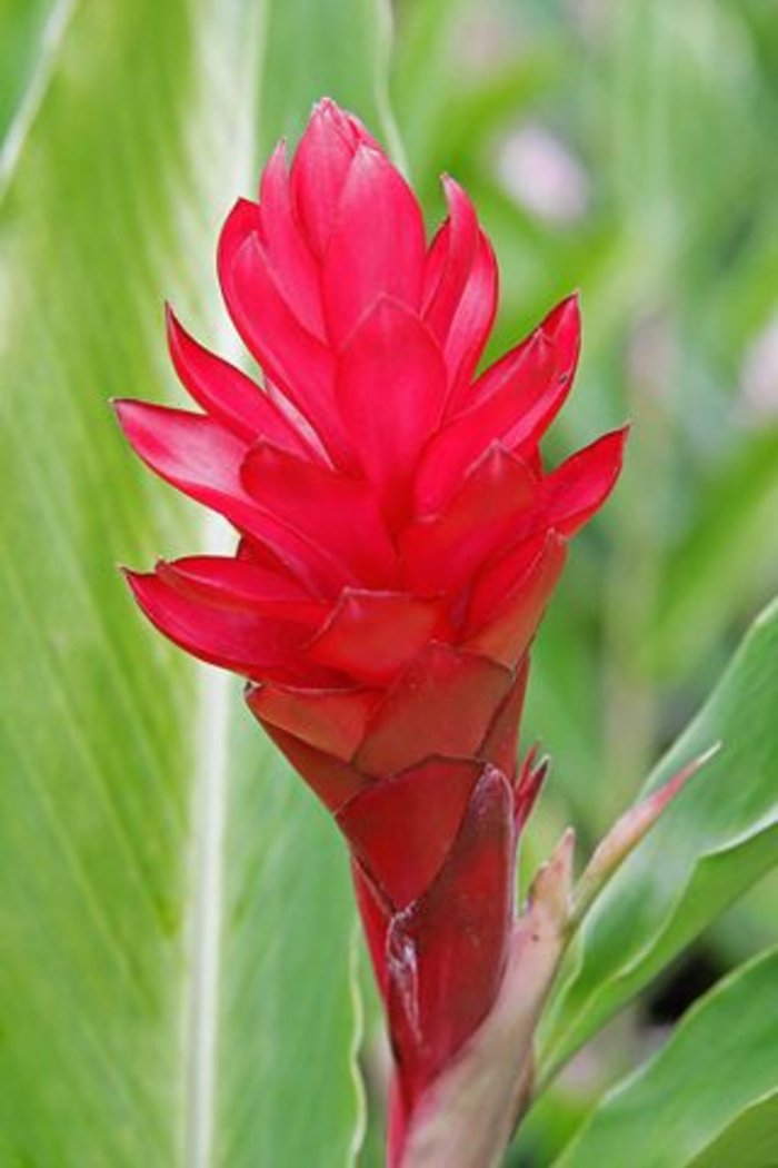 Ginger