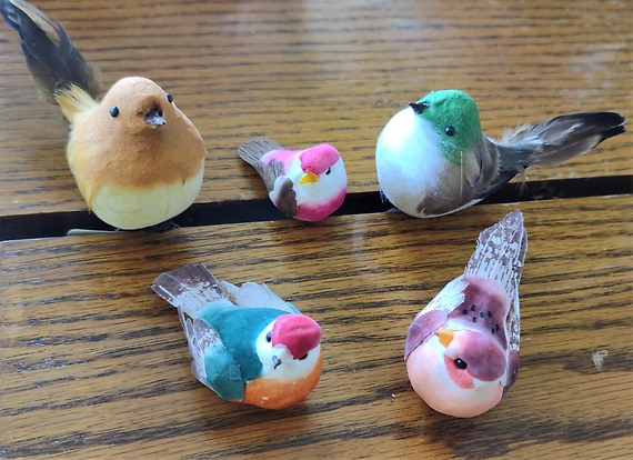 Assorted Birds