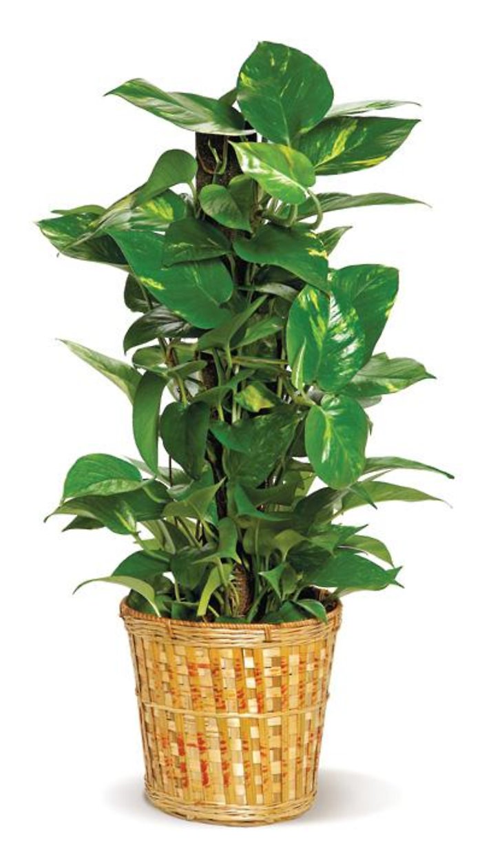 Small Pothos Pole Ivy Plant