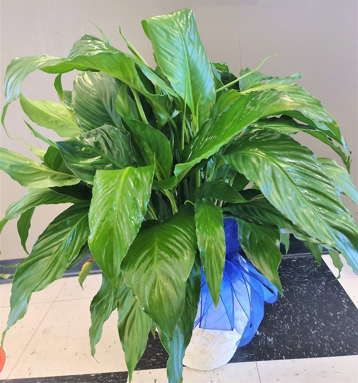 Medium Peace Lily