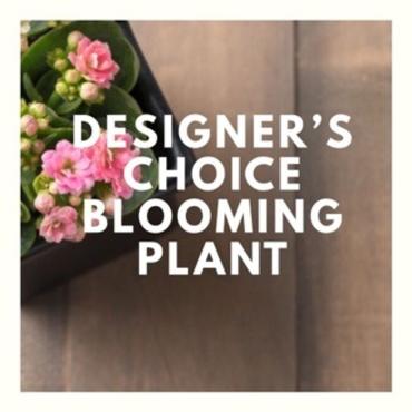 Designer Choice Blooming Plant Small