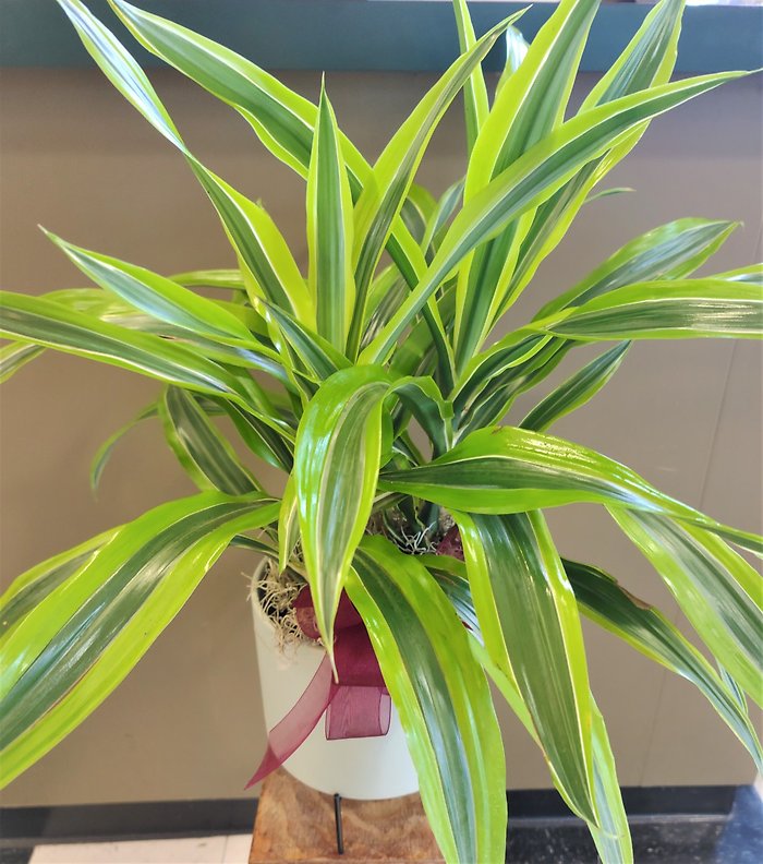 Designer\'s Choice Dracena Small