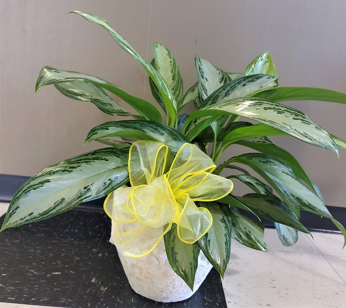 Medium Chinese Evergreen