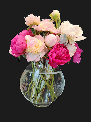 Passionate Peonies