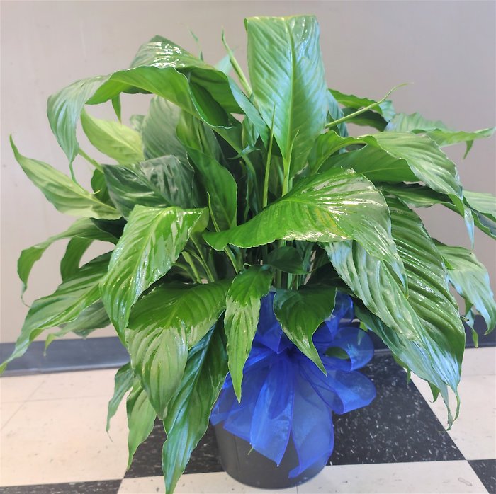 Medium Peace Lily