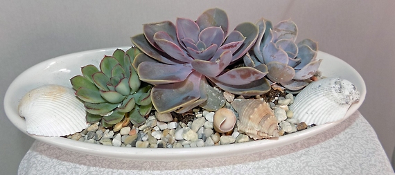 Succulents and Seashells