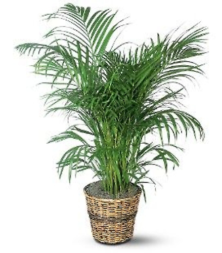 Small Palm Plant