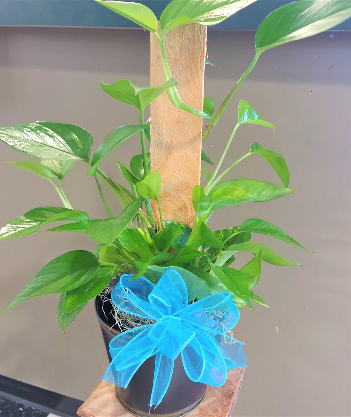 Small Pothos Pole Ivy Plant