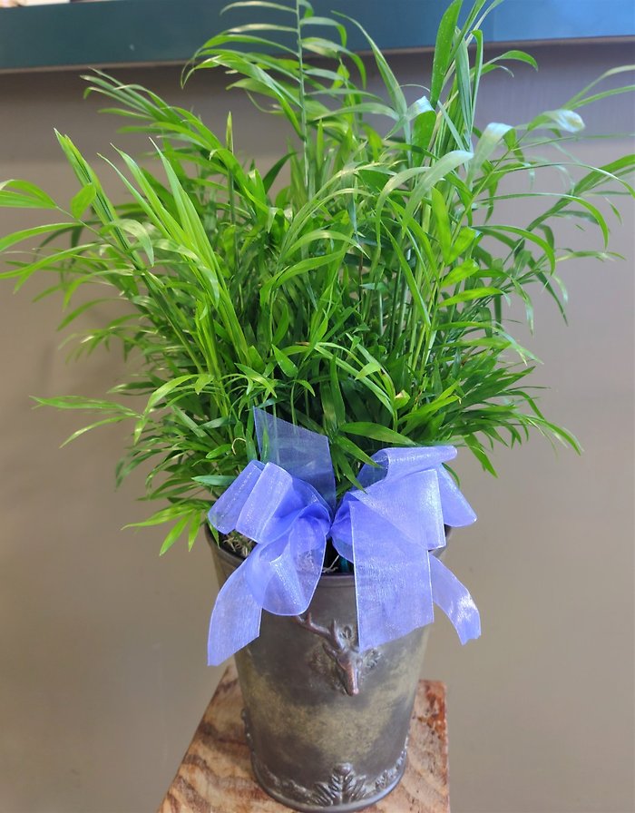 Small Palm Plant