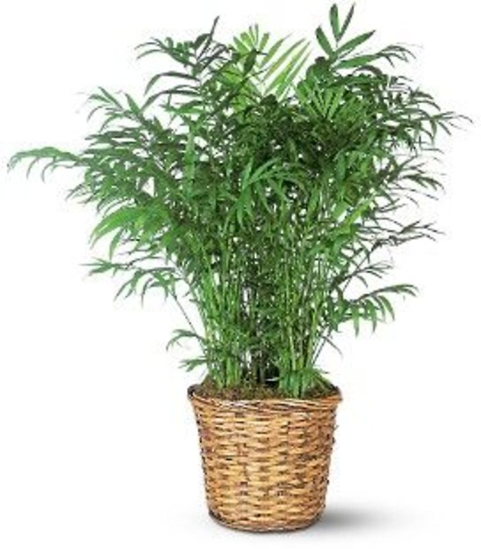 Small Palm Plant