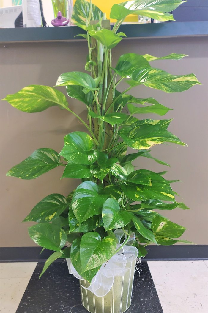 Medium Pothos Pole Ivy