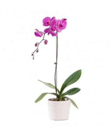 Small Phalaenopsis orchid in Metal Or Ceramic