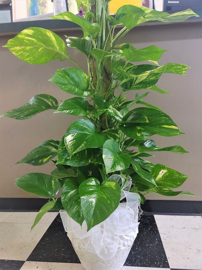 Medium Pothos Pole Ivy