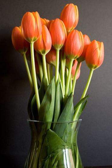 10 Orange Tulips in a vase