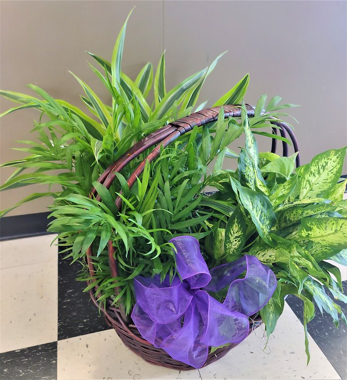 Two Small Designer\'s Choice Plants