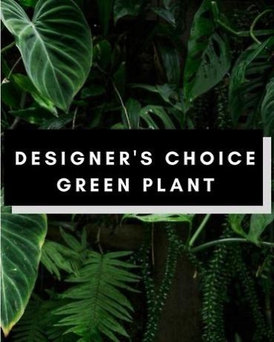Designer Choice Green Plant Giant