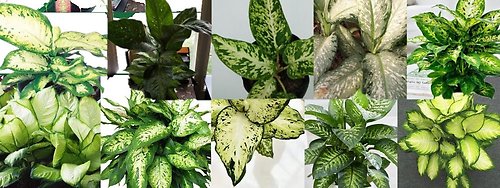 Designer\'s Choice Diffenbachia Small