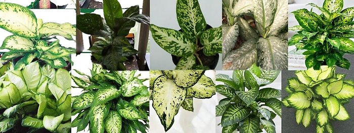 Designer\'s Choice Diffenbachia Small