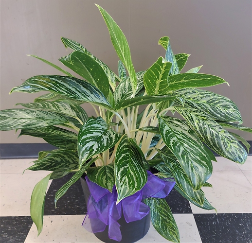 Large Chinese Evergreen