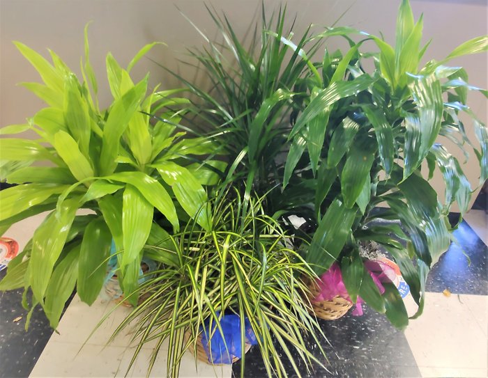 Designer\'s Choice Dracena Medium