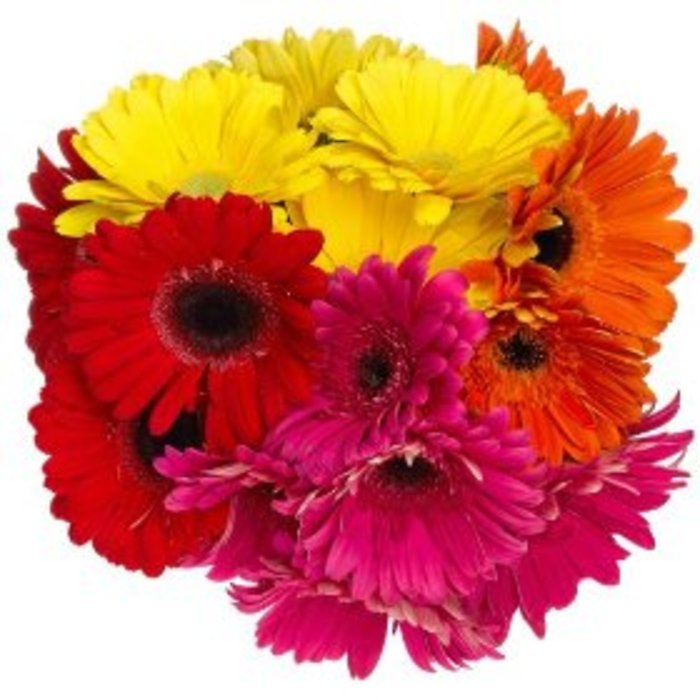 Gerbera Daisy