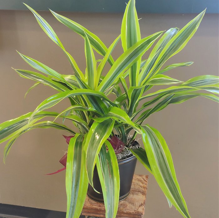Designer\'s Choice Dracena Small