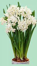Paperwhites
