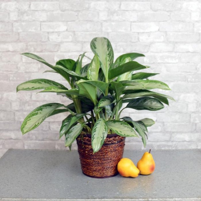 Medium Chinese Evergreen