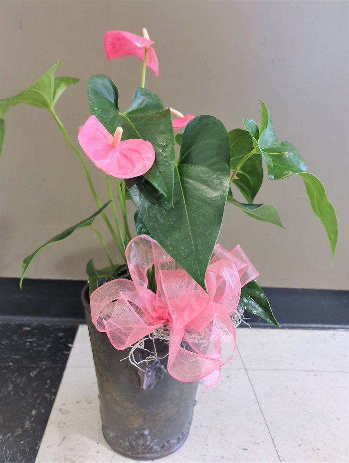 Small Anthurium Plant in a Basket