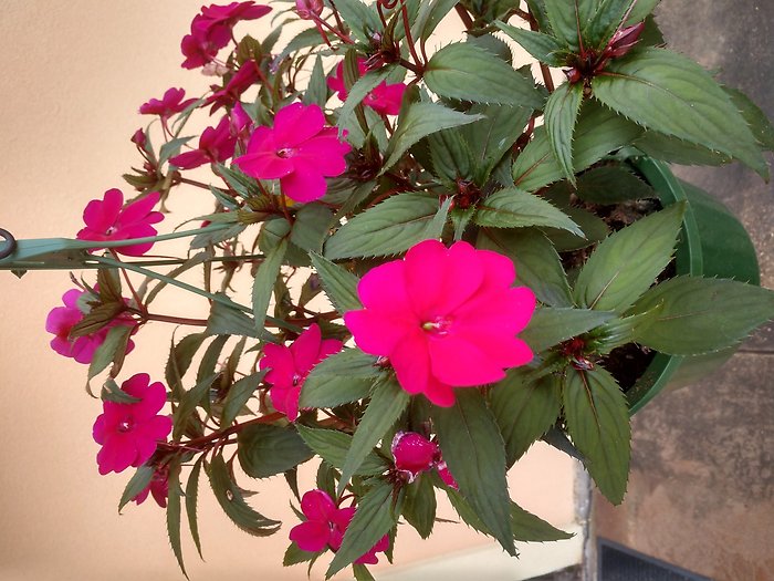 Blooming Hanging Basket Designer\'s Choice