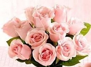 Dozen Pink Medium Stemmed Roses Wrapped
