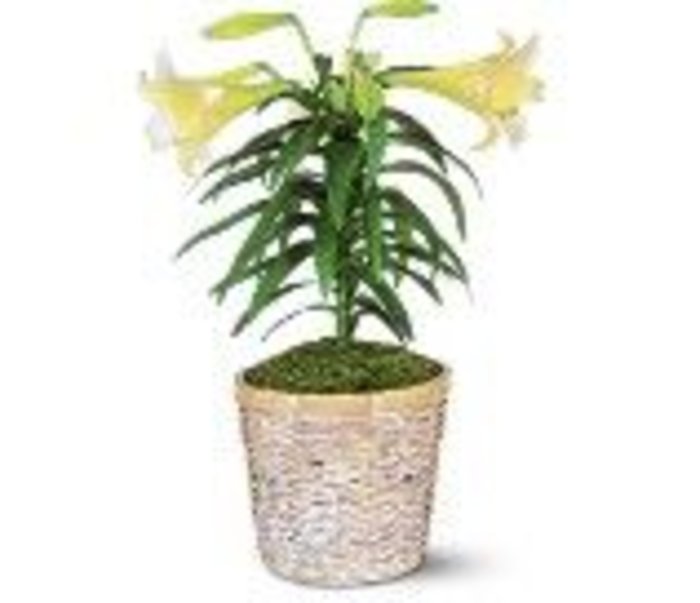 Easter Lily Plant in Basket