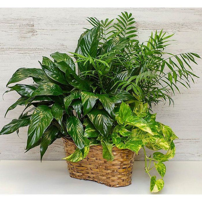 Three Small Designer\'s Choice Plants