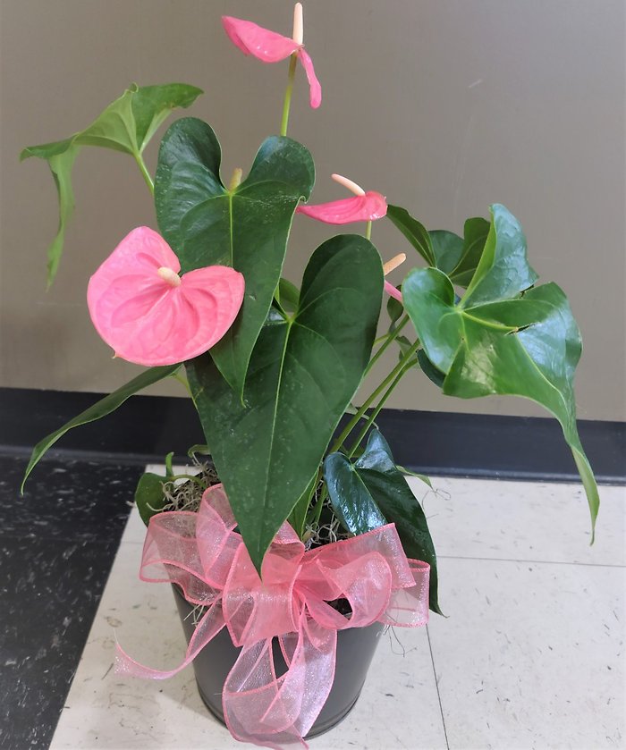 Small Anthurium Plant in a Basket