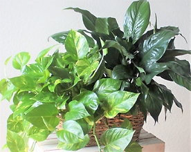 Two Small Designer\'s Choice Plants
