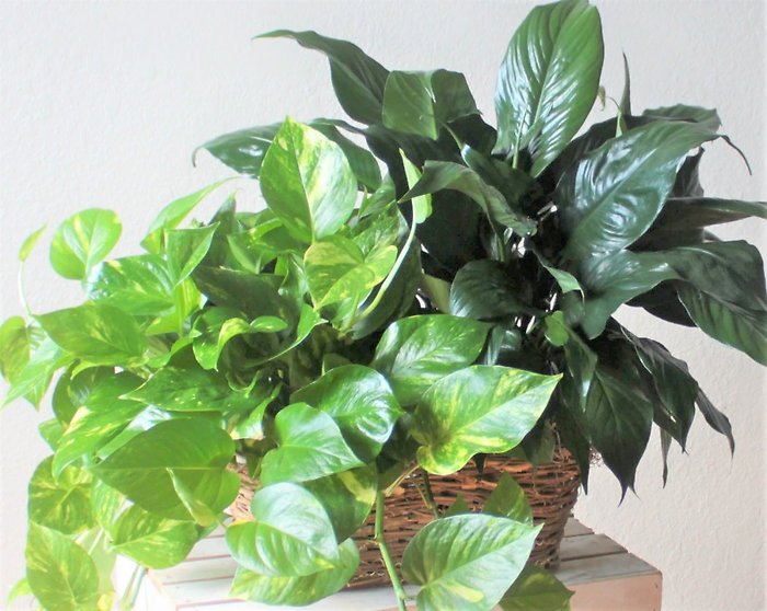 Two Small Designer\'s Choice Plants