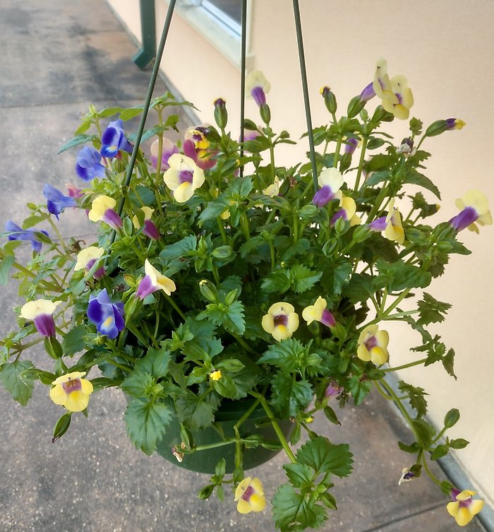 Blooming Hanging Basket Designer\'s Choice