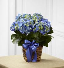 Hydrangea Plant in Basket