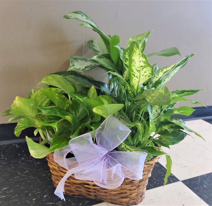 Two Small Designer\'s Choice Plants