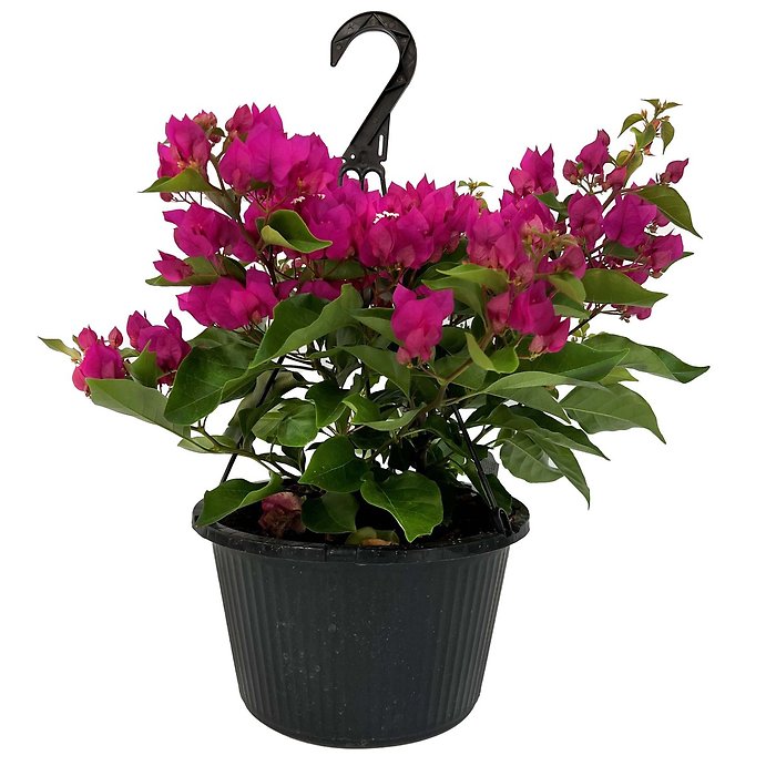 Blooming Hanging Basket Designer\'s Choice